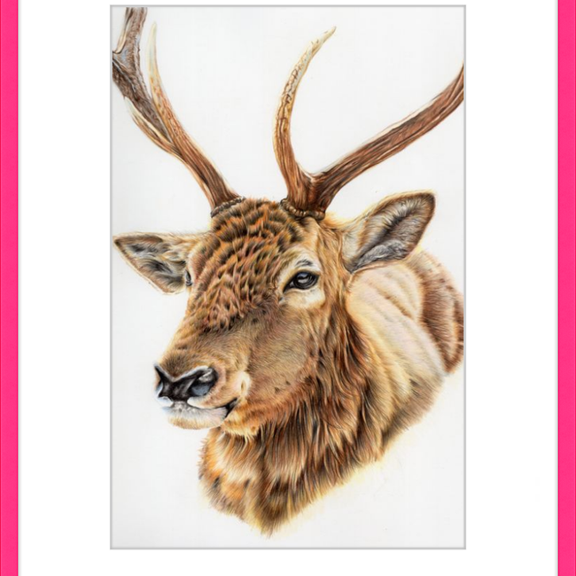 John the Deer-gallery-49475790799139