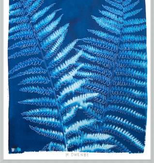 Ostrich Fern