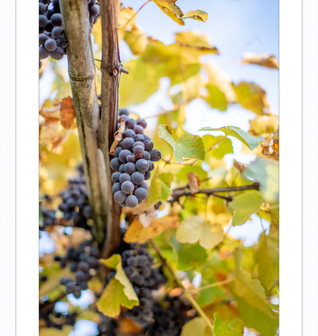 Fresh Grapes