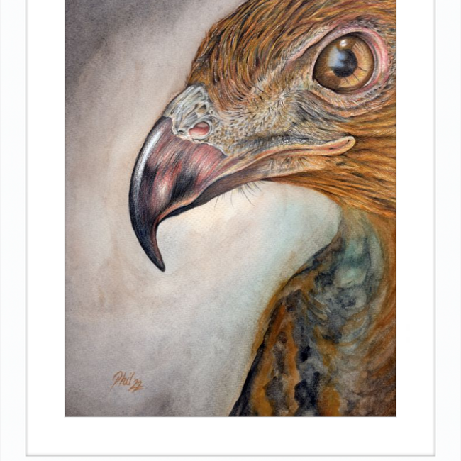 Bob the Hawk-gallery-49450479124771