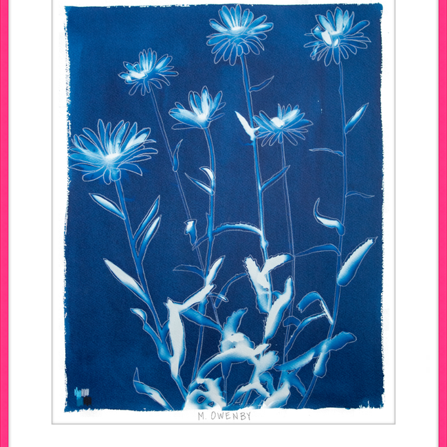 Shasta Daisies-gallery-48954534494499