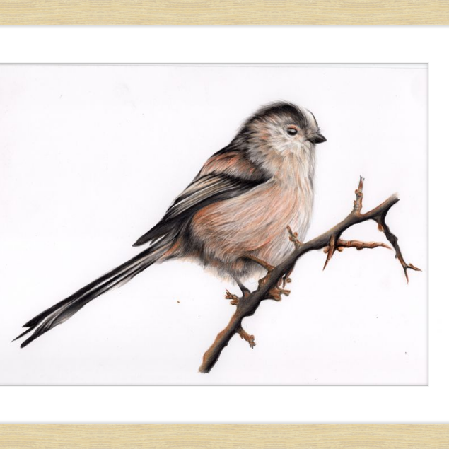 Laura the Long Tailed Tit-gallery-49475874783523