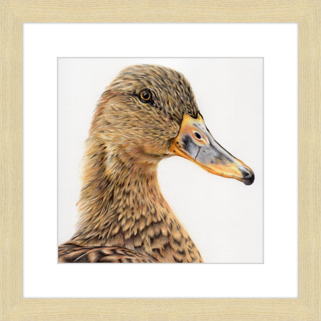 Jemima the Mallard-gallery-49450418110755