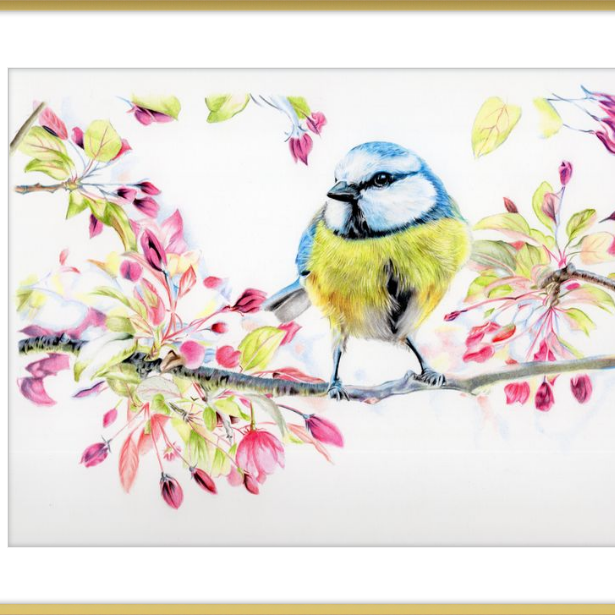 Blue Tit in Blossom-gallery-49475798040867