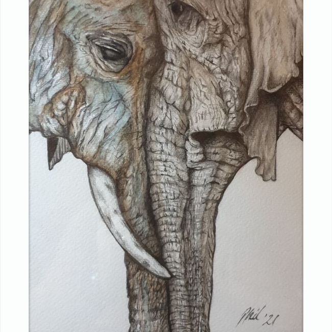 Mother and Child Elephants-gallery-49450435936547