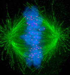 1-3-9-mitotic-spindle-1.jpg