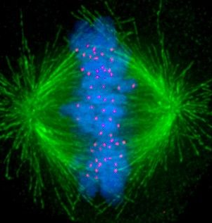 Cancer Diagnostics