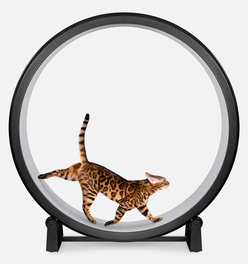 Cat Exercise Wheel