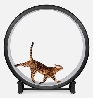 Cat Exercise Wheel