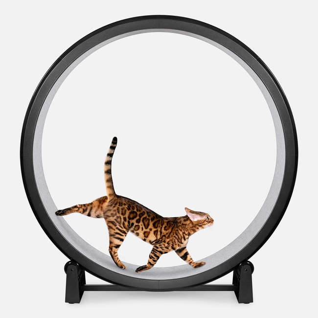 Cat Exercise Wheel-gallery-32369012211735