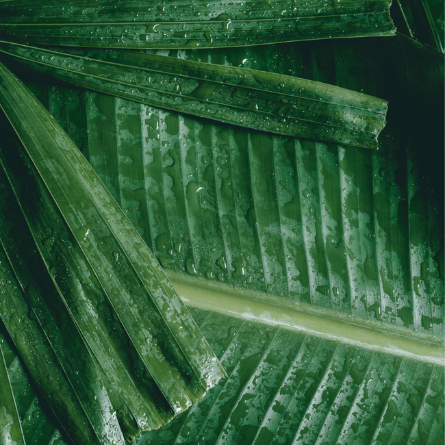 Tropical Moisture-Burst Mask-gallery-33035850383471