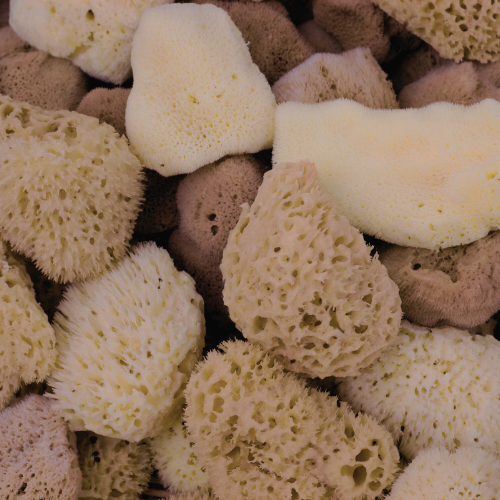NATURAL SEA SPONGE-gallery-43271604797602