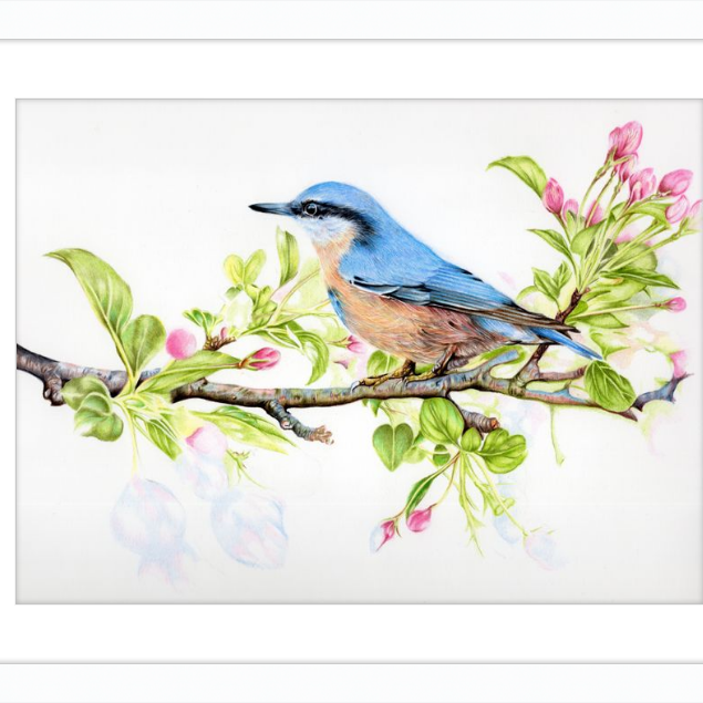 Nuthatch in Blossom-gallery-49475895427363