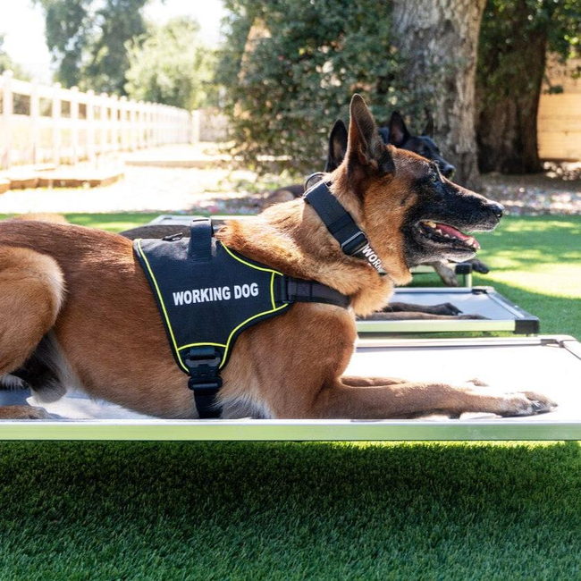K9 Pro™ Dog Harness-gallery-33247423660171
