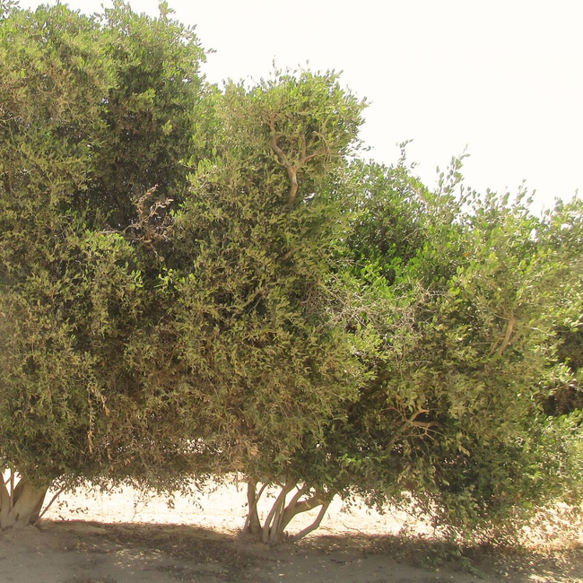 Santal + Jojoba Oil, 100% Organic-gallery-39501465583793