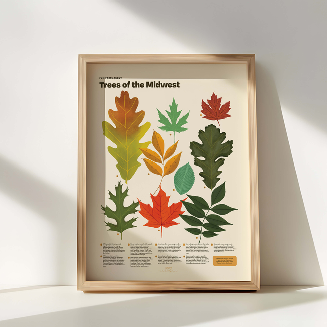Trees of the Midwest Print-gallery-44322484748534
