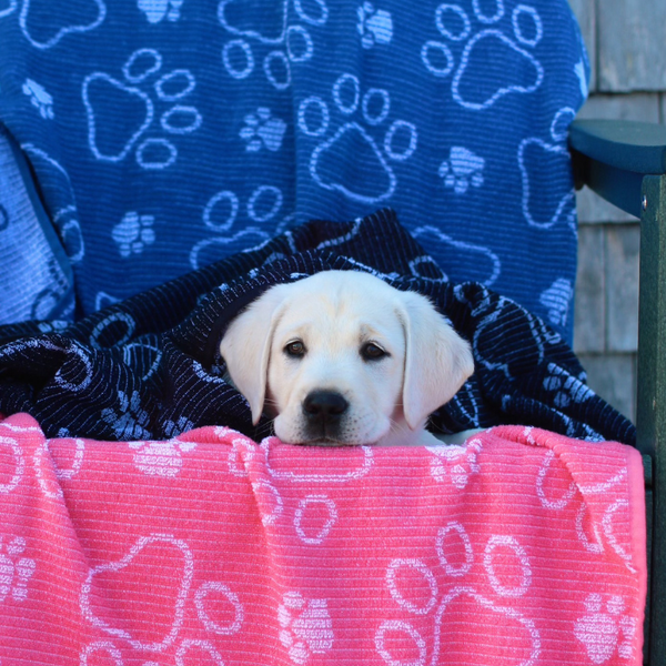 Delilah Home Launches High-Performance Drytek® Dog Towel for Active Pet Owners