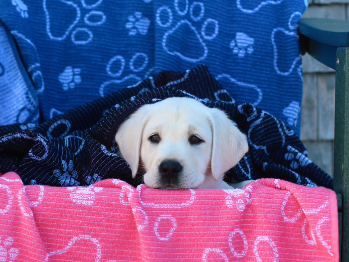 Delilah Home Launches High-Performance Drytek® Dog Towel for Active Pet Owners