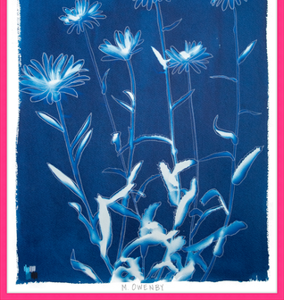 Shasta Daisies