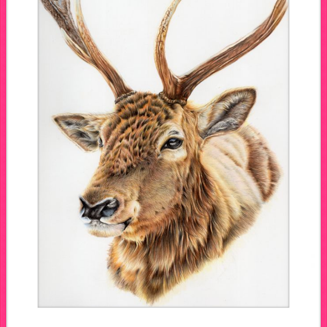 John the Deer-gallery-49475795616035
