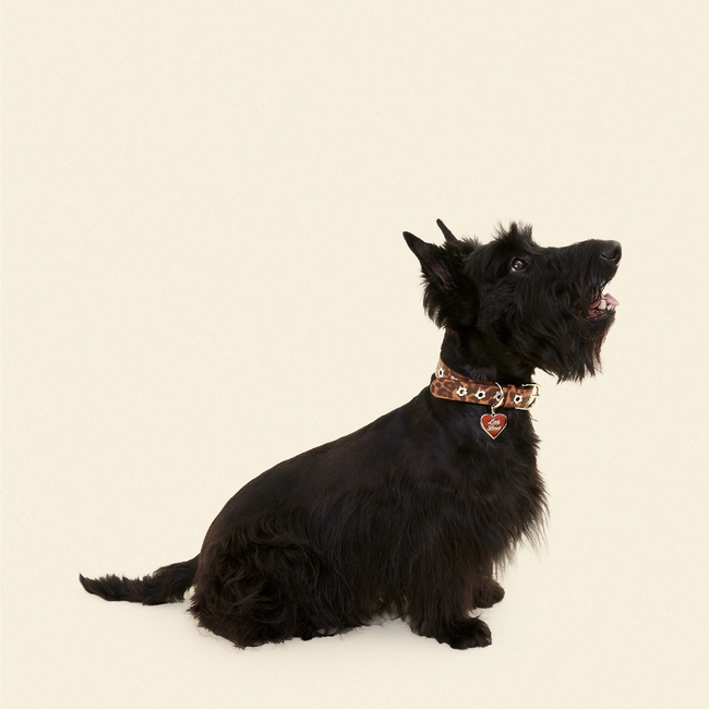 Cougar - Flower Power Collar-gallery-61396583416094