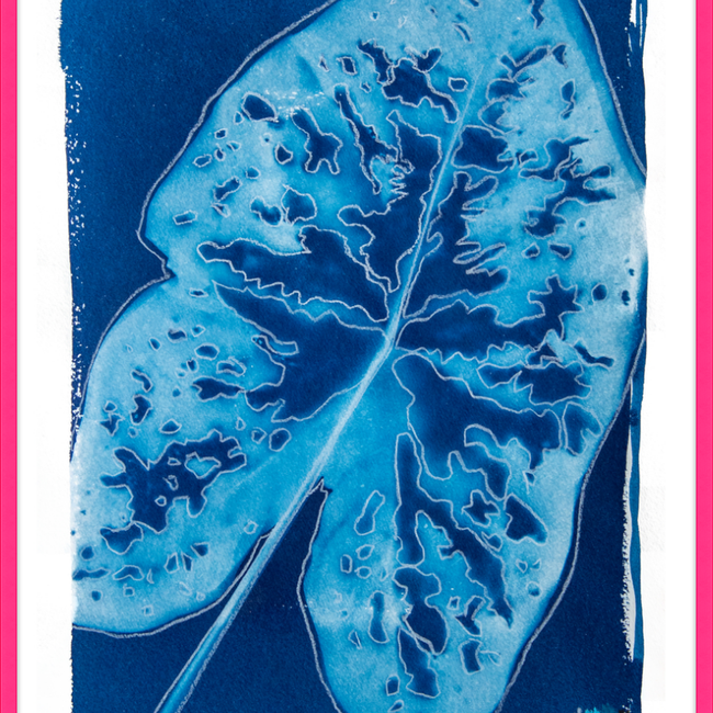 Caladium-gallery-48954361348387