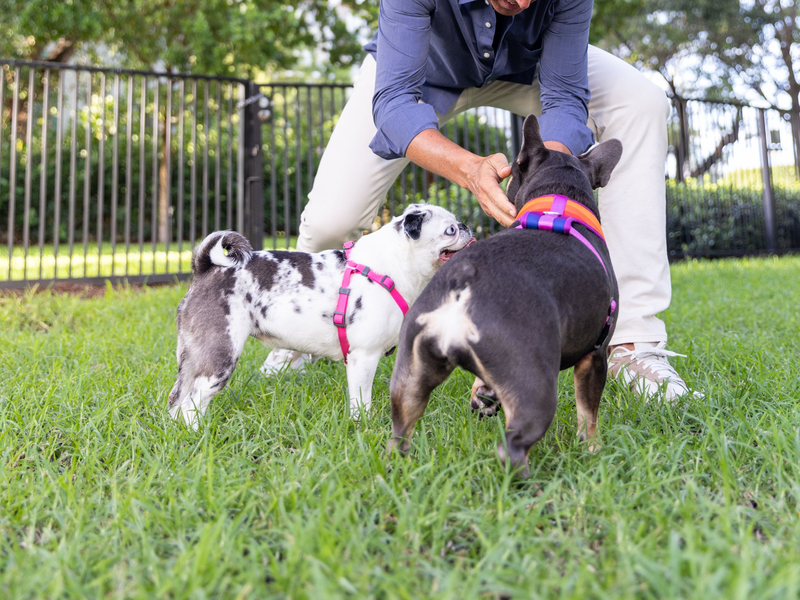 Get Joy and Renowned Longevity Expert Dan Buettner, Founder of Blue Zones, Present Aging on ‘Paws’: 10 Keys to Dog Longevity