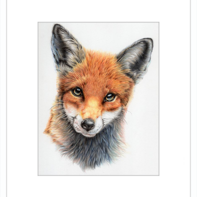 Michael the Red Fox-gallery-49475878125859