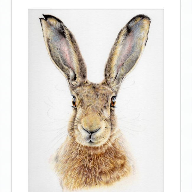 I'm All Ears-gallery-49475777593635