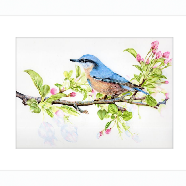 Nuthatch in Blossom-gallery-49475893592355