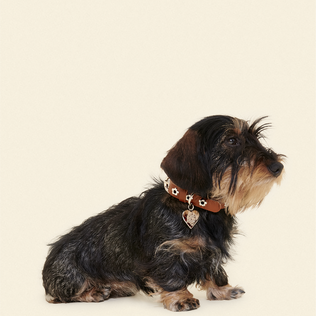 Hazel - Flower Power Collar-gallery-61397060452638