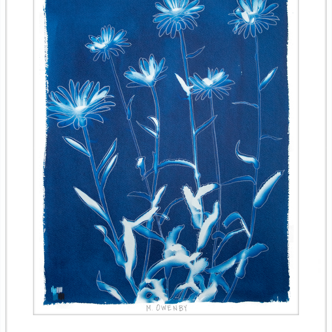 Shasta Daisies-gallery-48954536165667
