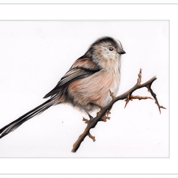 Laura the Long Tailed Tit-gallery-49475873210659
