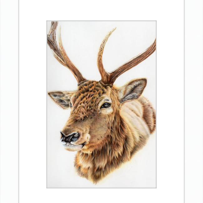 John the Deer-gallery-49475783459107