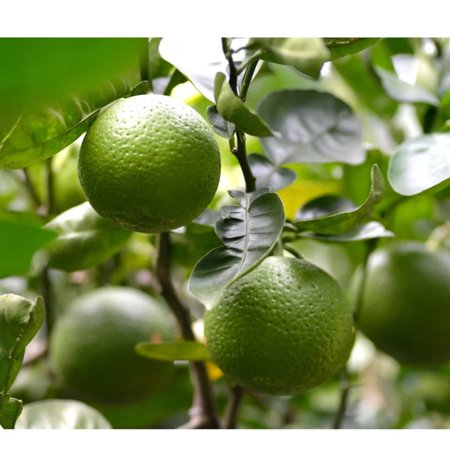 LuLuLun: Premium Travel Face Mask (7 Sheets)-gallery-46533878186235