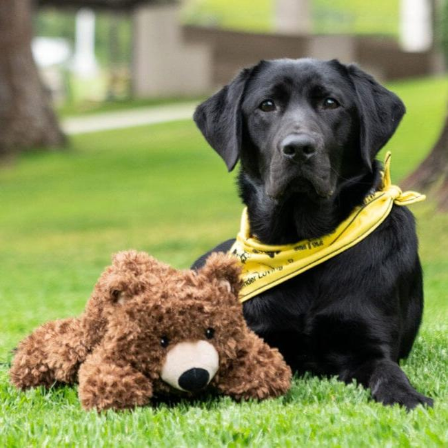 K9 Play™ California Grizzly Bear Dog Toy-gallery-34037013577867