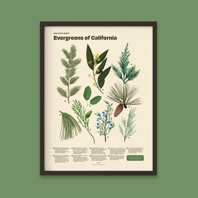 Evergreens of California Print-gallery-44714770956534