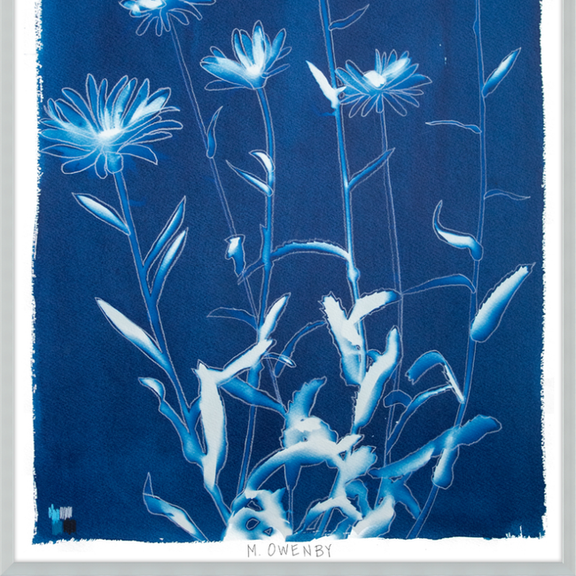 Shasta Daisies-gallery-48954485408035