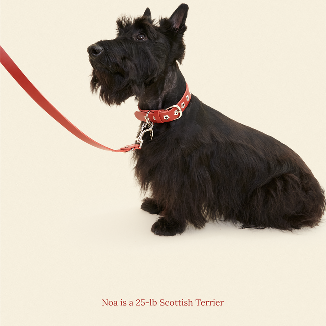 Ruby - Flower Power Leash-gallery-61397077623070