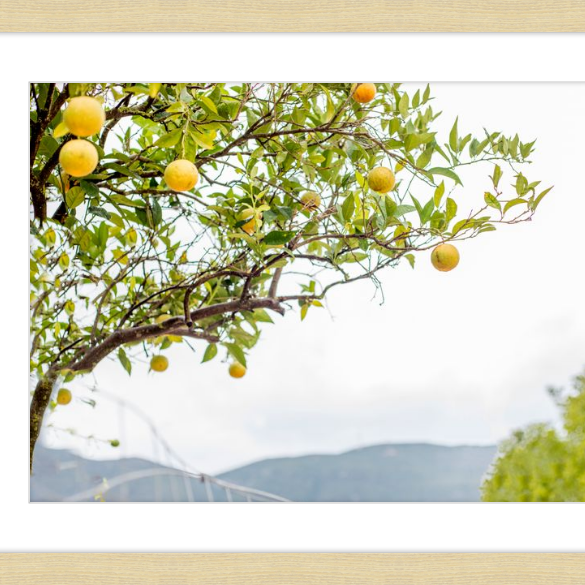 Orange Grove, Greece-gallery-48984483856675
