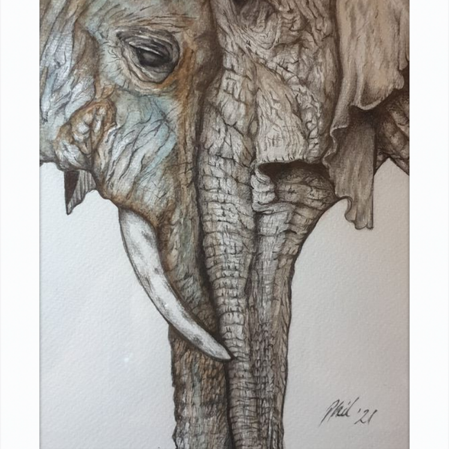 Mother and Child Elephants-gallery-49450441605411