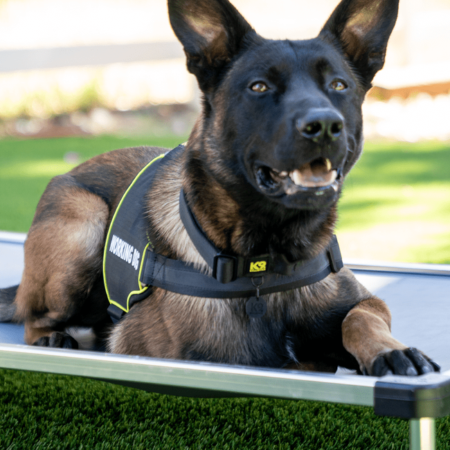 K9 Pro™ Dog Harness-gallery-33247484313739