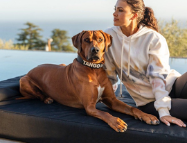 14th Annual Holiday Gift Guide: Best Pet Gifts 2025