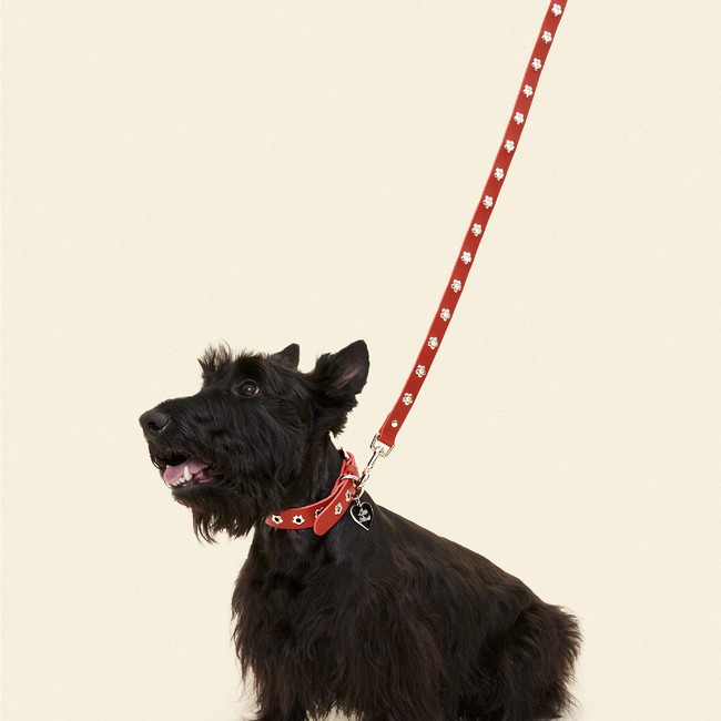 Ruby - Flower Power Leash-gallery-61397077590302
