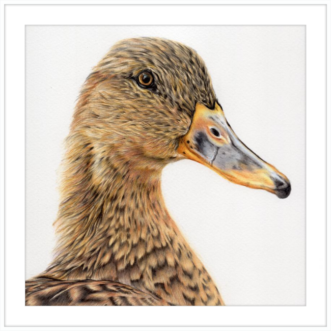 Jemima the Mallard-gallery-49450421944611