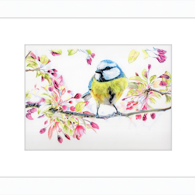 Blue Tit in Blossom-gallery-49475805020451