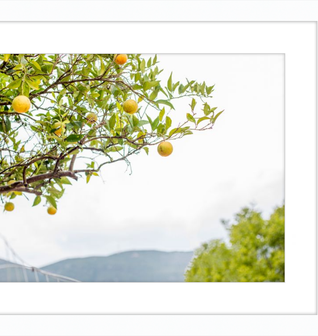 Orange Grove, Greece