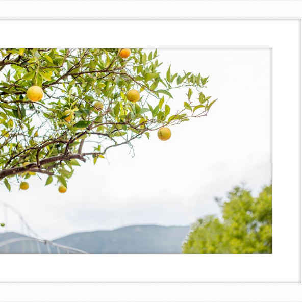 Orange Grove, Greece-gallery-48984480219427