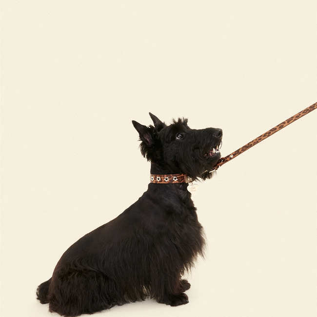 Cougar - Flower Power Leash-gallery-61396628963614
