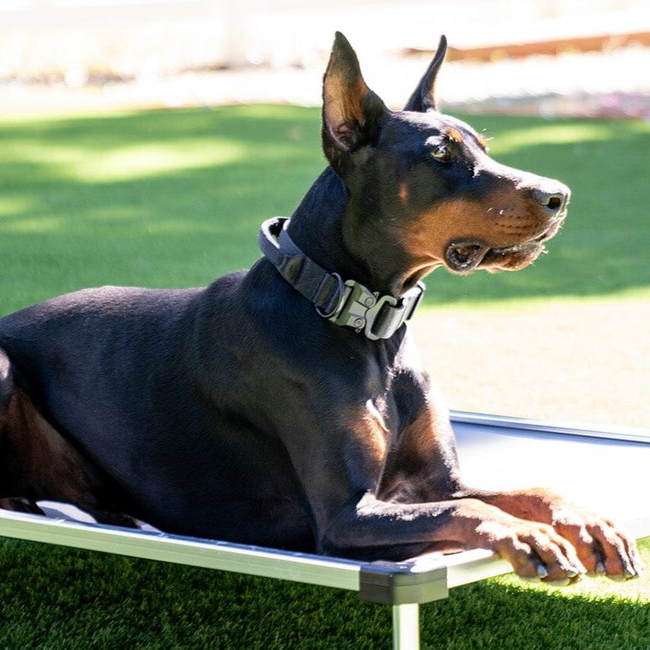 K9 Pro™ Dog Collar AirTag Holder Kit-gallery-33281623326859